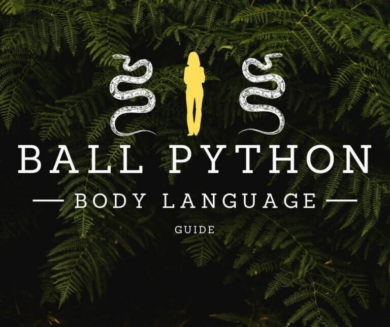 ball python body language guide