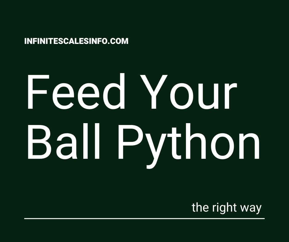 ULTIMATE Ball Python Feeding Guide - Infinite Scales