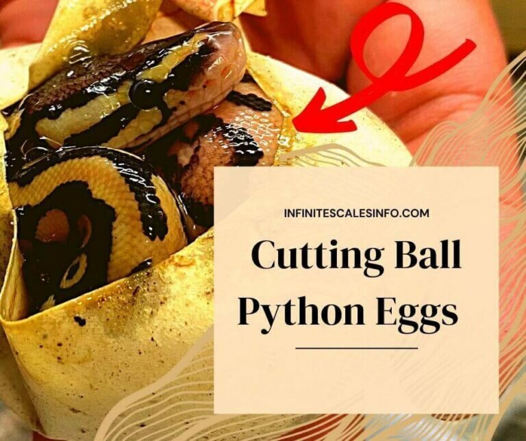 cut ball python eggs