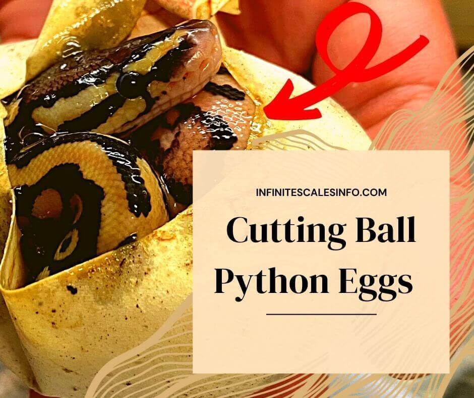 When to Cut Ball Python Eggs? 2