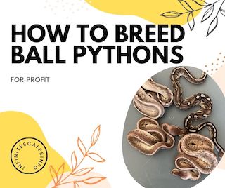How to Breed Ball Pythons For-Profit (Step-by-Step) - Infinite Scales